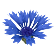 Cornflower (Blue, Pink)
