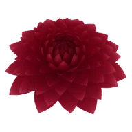 Dahlie (Bordeaux, Pfirsich, Orange)