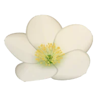 Christrose (Weiß, Zartrosa, Pflaume)