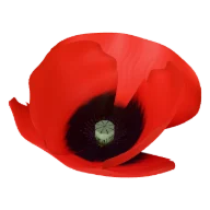 Mohnblume (Rot, Orange, Rosa)