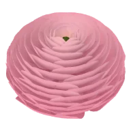 Renoncule (Rose, Crème, Orange)